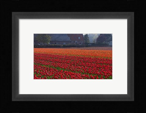Framed Dutch Red Tulip Field Print