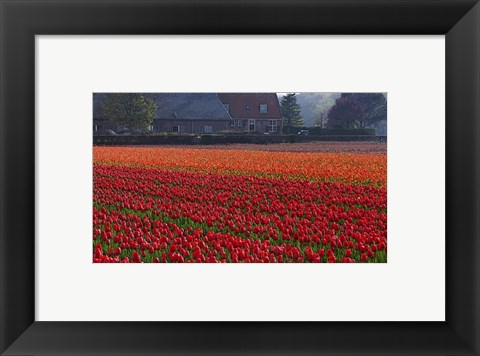 Framed Dutch Red Tulip Field Print