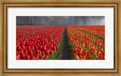 Framed Dutch Tulip Field Print