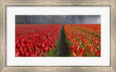 Framed Dutch Tulip Field Print