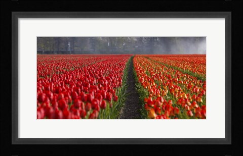 Framed Dutch Tulip Field Print