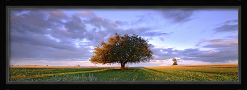 Framed Treescape Print