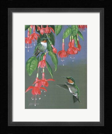 Framed Hummers &amp; Fuchsia Print