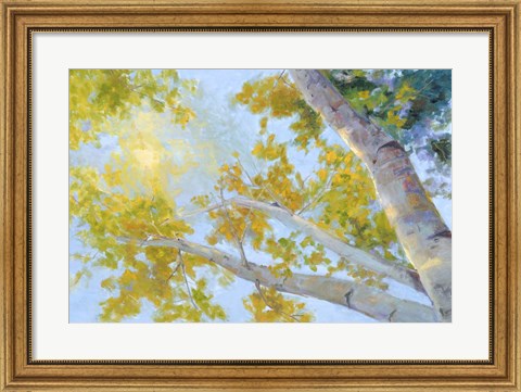 Framed Aspen Canopy Print