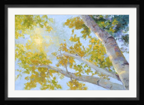 Framed Aspen Canopy Print