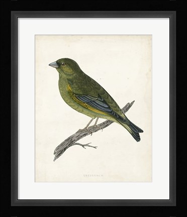 Framed Greenfinch Print