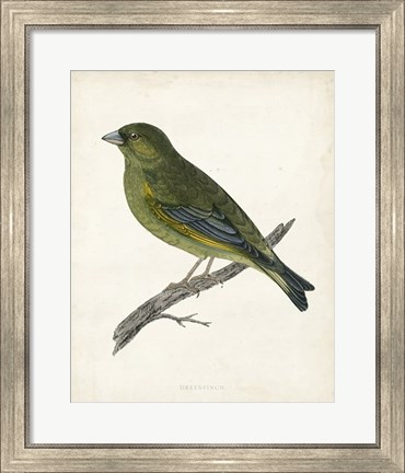 Framed Greenfinch Print