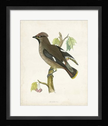 Framed Waxwing Print