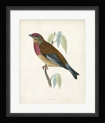 Framed Linnet Print