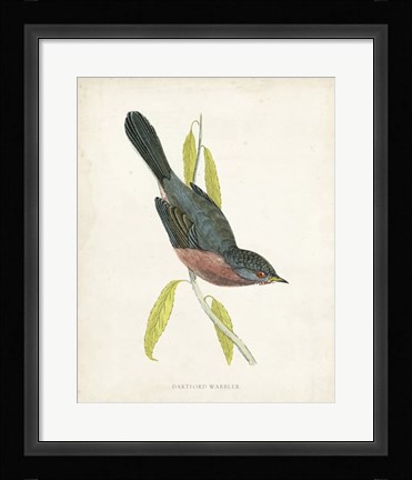 Framed Dartford Warbler Print