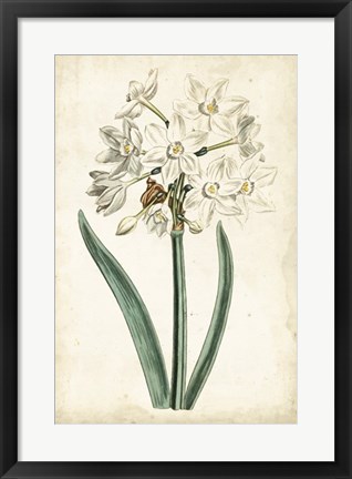 Framed Curtis Narcissus II Print