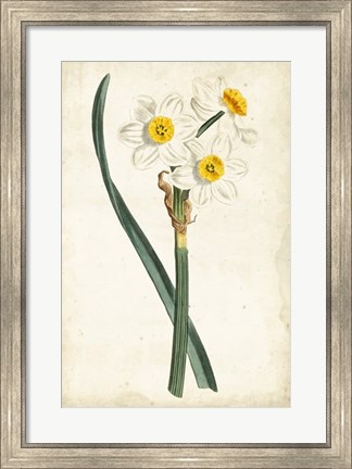 Framed Curtis Narcissus III Print