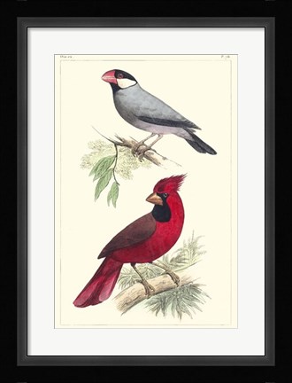 Framed Lemaire Birds I Print