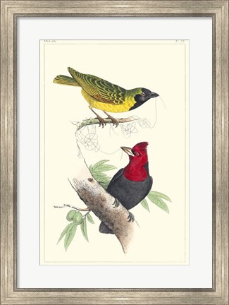 Framed Lemaire Birds II Print