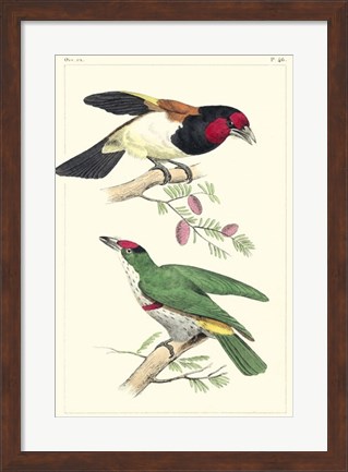 Framed Lemaire Birds III Print