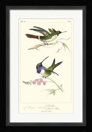 Framed Lemaire Hummingbirds I Print