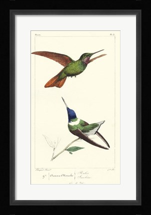 Framed Lemaire Hummingbirds II Print