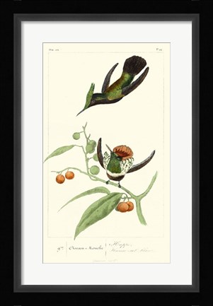 Framed Lemaire Hummingbirds III Print