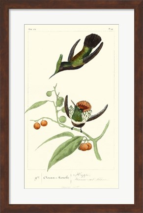 Framed Lemaire Hummingbirds III Print