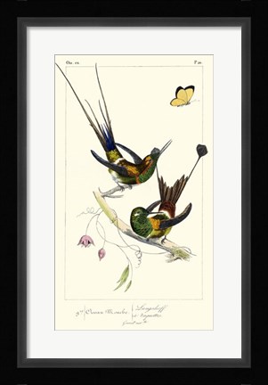 Framed Lemaire Hummingbirds IV Print