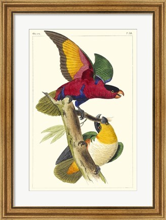 Framed Lemaire Parrots I Print