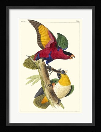Framed Lemaire Parrots I Print