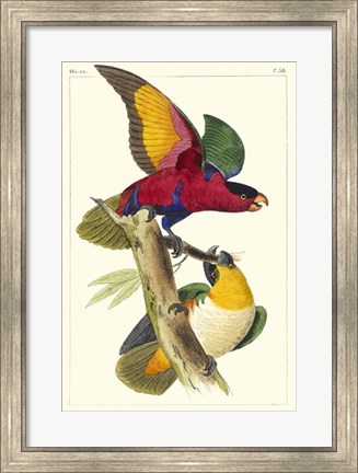 Framed Lemaire Parrots I Print