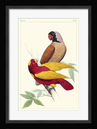 Framed Lemaire Parrots II Print