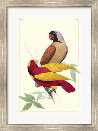Framed Lemaire Parrots II Print