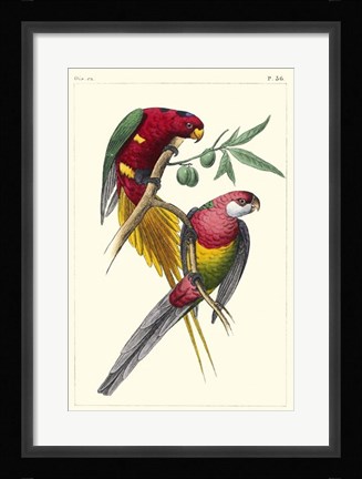 Framed Lemaire Parrots III Print