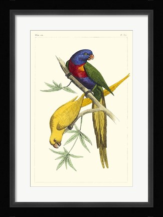 Framed Lemaire Parrots IV Print