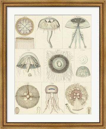 Framed Jellyfish Display Print