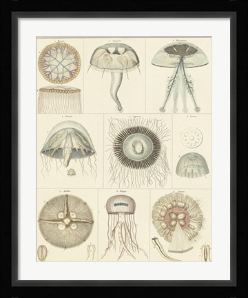 Framed Jellyfish Display Print