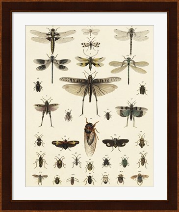 Framed Dragonfly Display Print