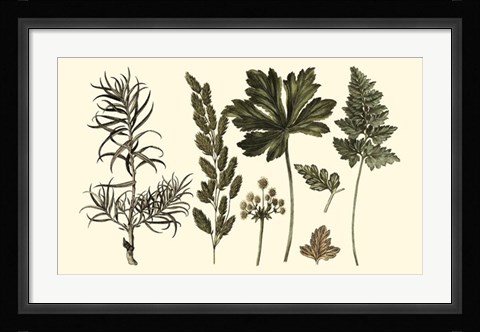 Framed Fern Leaf Folio II Print