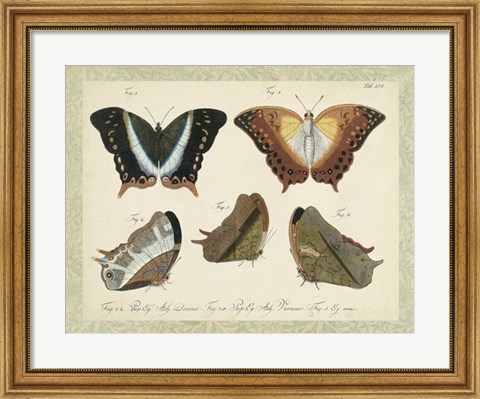 Framed Bookplate Butterflies Trio III Print