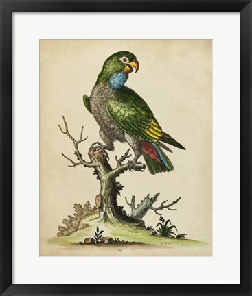 Framed Paradise Parrots I Print