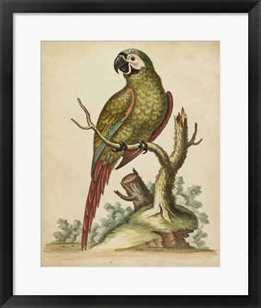 Framed Paradise Parrots II Print