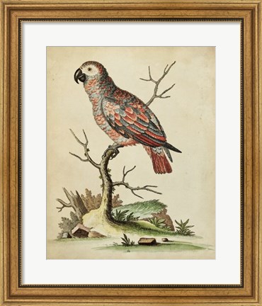 Framed Paradise Parrots IV Print