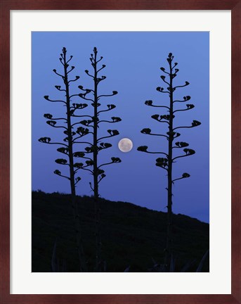 Framed moon rising between agave trees, Miramar, Argentina Print