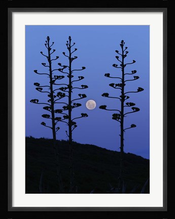 Framed moon rising between agave trees, Miramar, Argentina Print