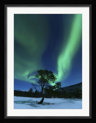 Framed Aurora Borealis Over a Tree Troms, Norway Print
