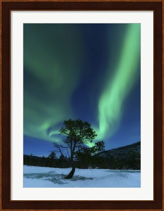 Framed Aurora Borealis Over a Tree Troms, Norway Print