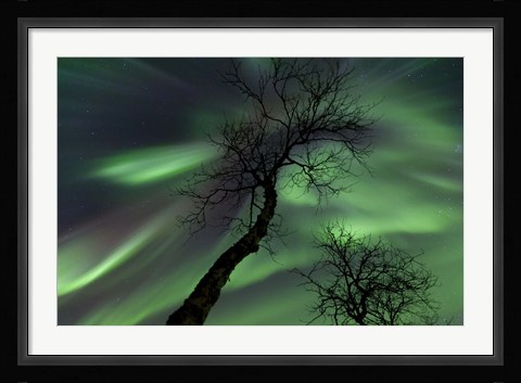 Framed Northern Lights with trees in the arctic wilderness, Nordland, Norway Print