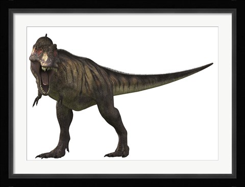 Framed Tyranosaurus Rex Print