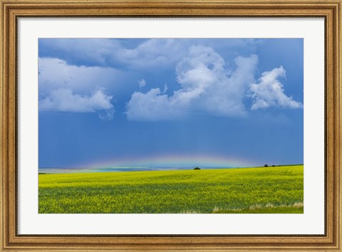 Framed low altitude rainbow visible over the yellow canola field, Gleichen, Alberta, Canada Print
