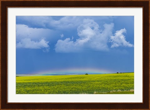 Framed low altitude rainbow visible over the yellow canola field, Gleichen, Alberta, Canada Print