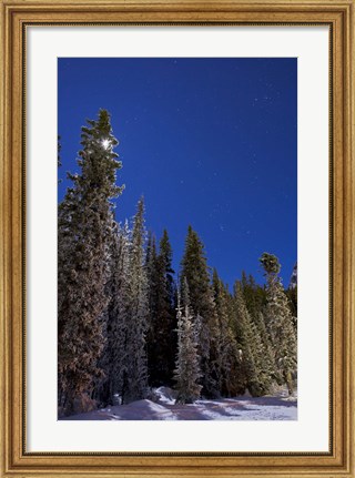 Framed Orion constellation above winter pine trees in Alberta, Canada Print