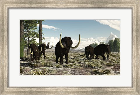Framed Woolly Mammoths in the prehistoric northern hemisphere Print