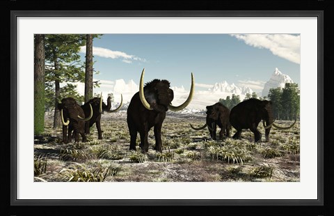 Framed Woolly Mammoths in the prehistoric northern hemisphere Print